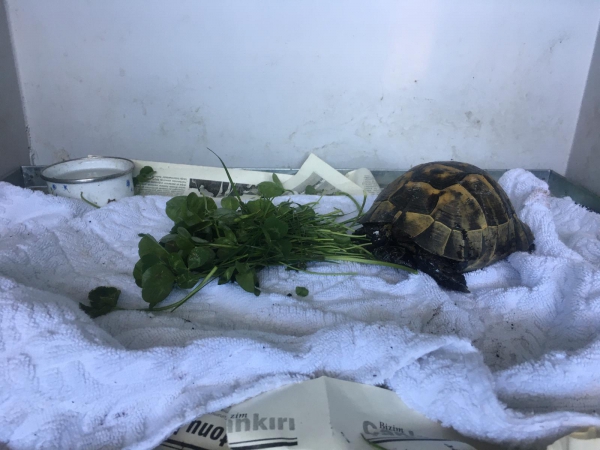 Zifte Bulaşan Kaplumbağa, Çankırı Belediyesi ile Hayata Döndü