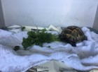 Zifte Bulaşan Kaplumbağa, Çankırı Belediyesi ile Hayata Döndü